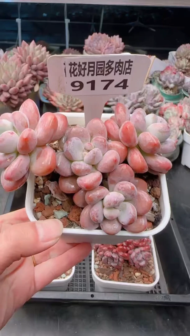 【闪购商品】9174.