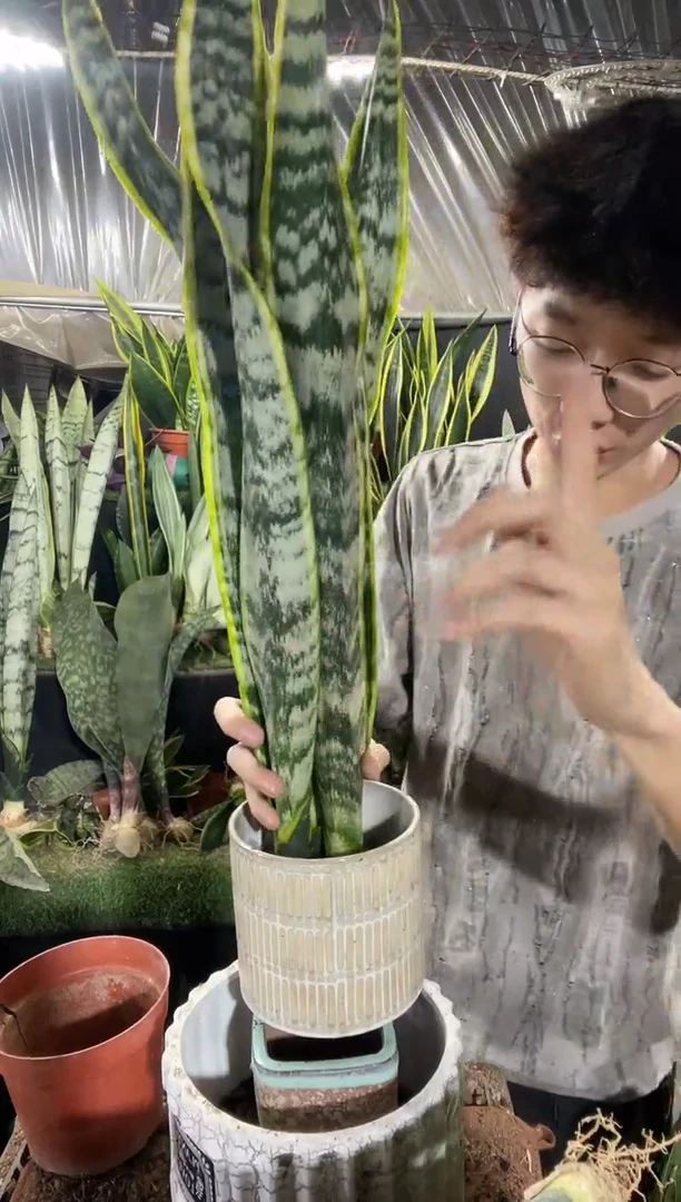 高脚金边裸根3棵9.9