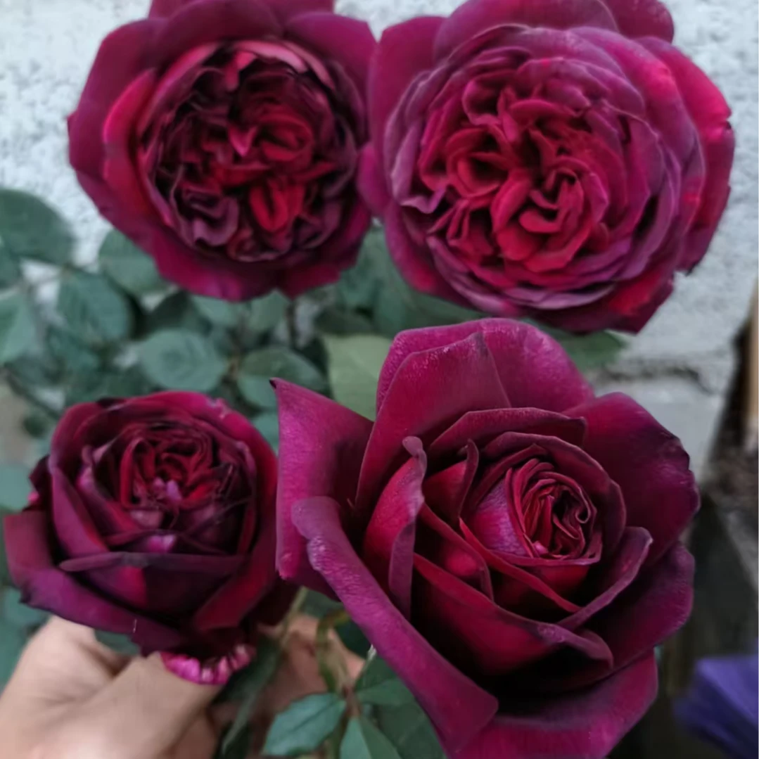 【暗香大苗】大花四季灌木