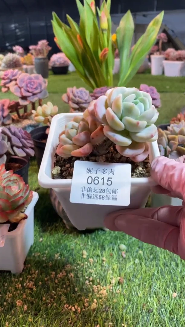 【闪购商品】0615a