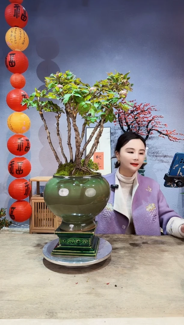 【闪购商品】盆景牡丹（粉色）