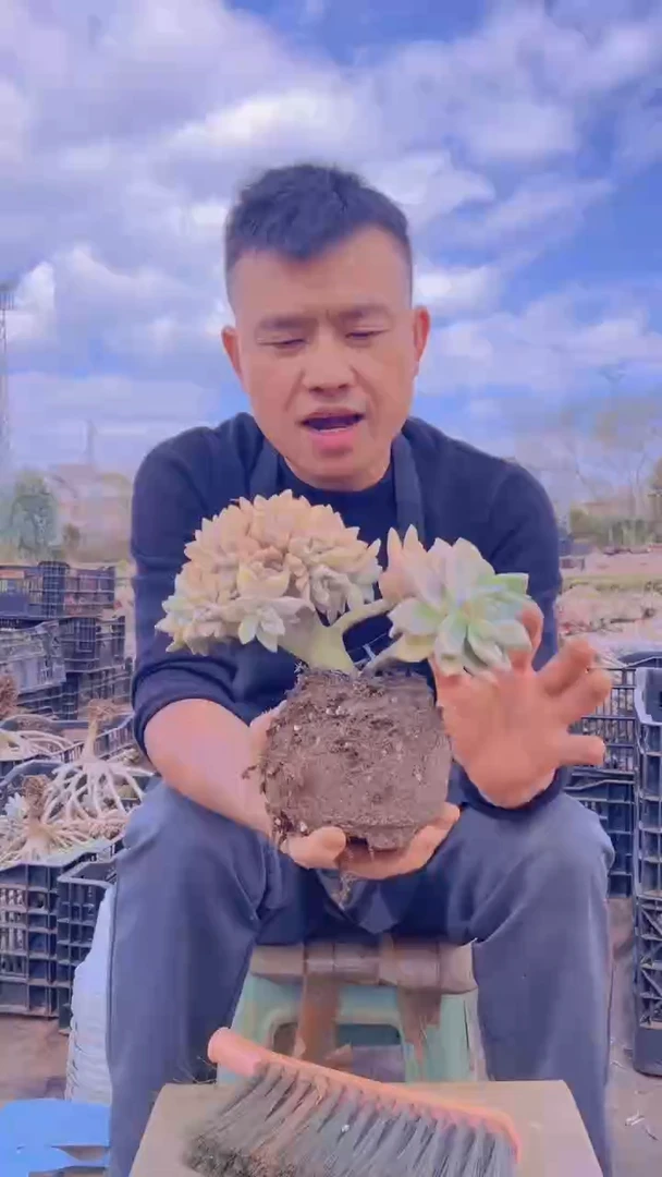 171淡雪缀化一物一拍