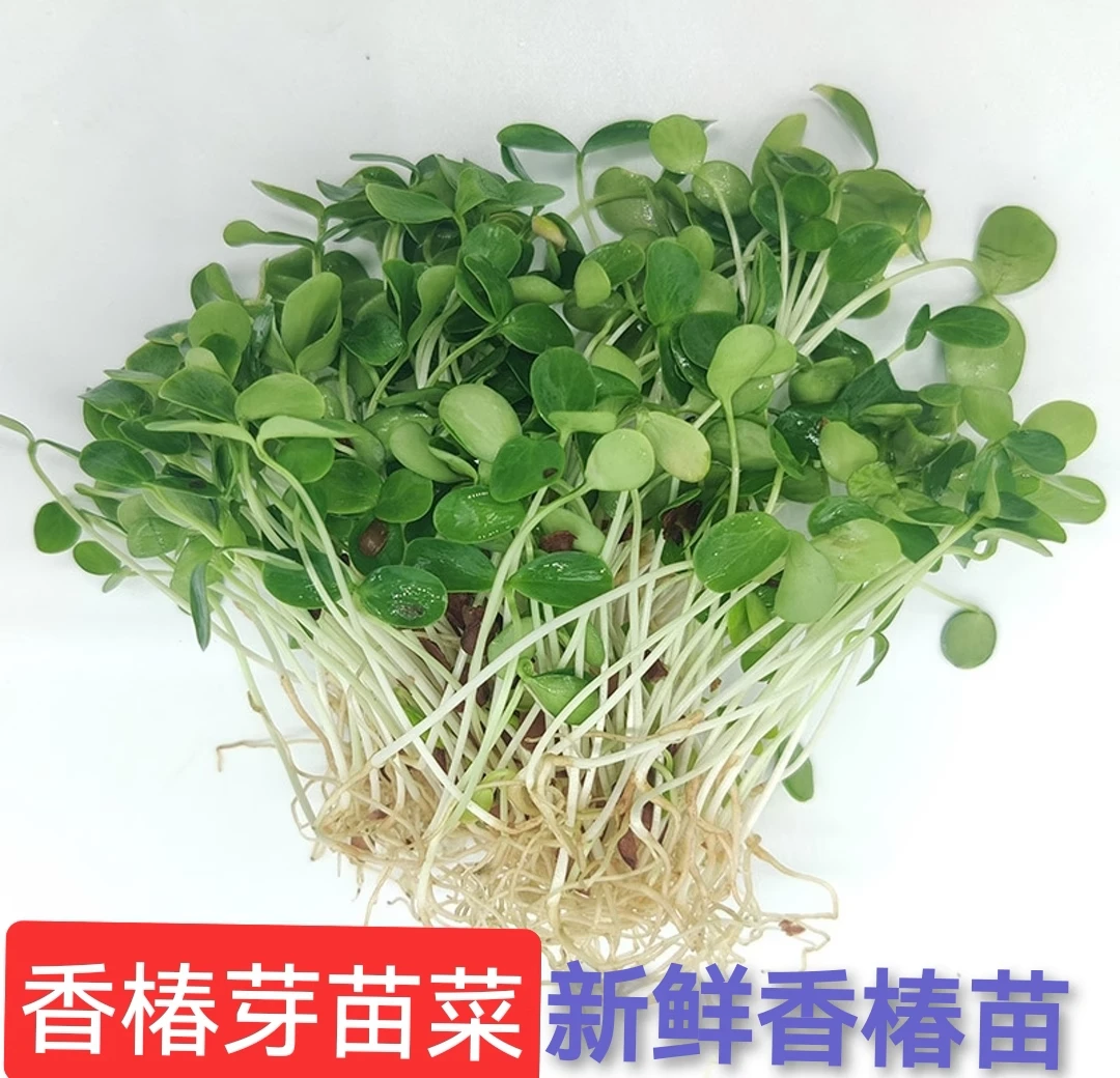 精品成盒四季香椿芽新鲜香椿苗芽苗菜香春苗西餐日料酒店摆盘装饰