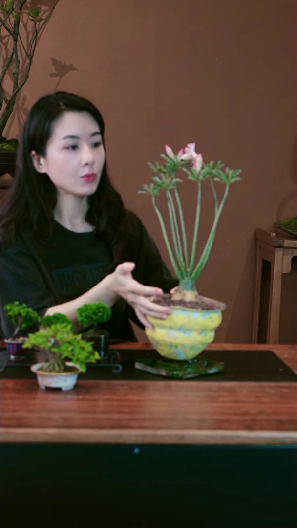 无花朵开*沙漠玫瑰盆景盆景盆景