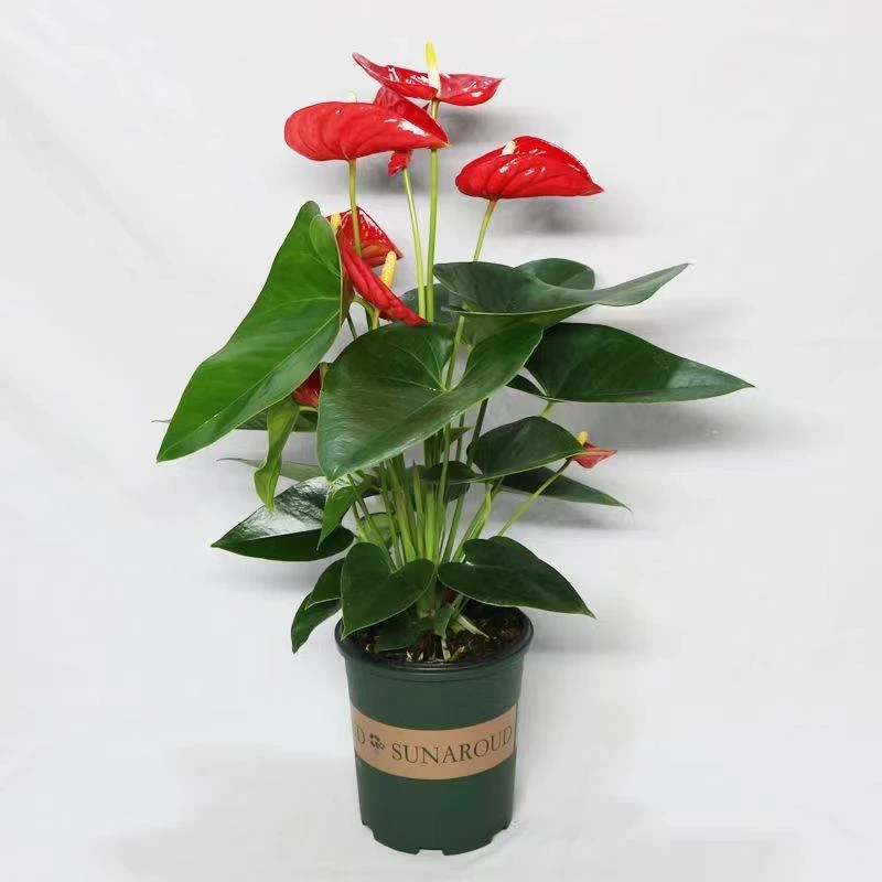 【开业清仓】精品红掌室内可甜阳台盆栽花卉