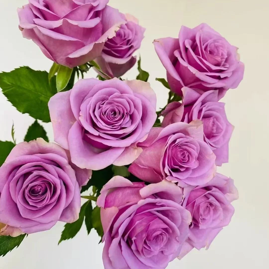 【紫霞仙子】5支家居养花 长春包邮两单包邮