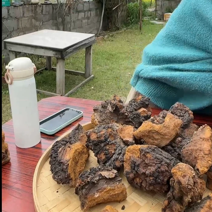【野生桦树茸】