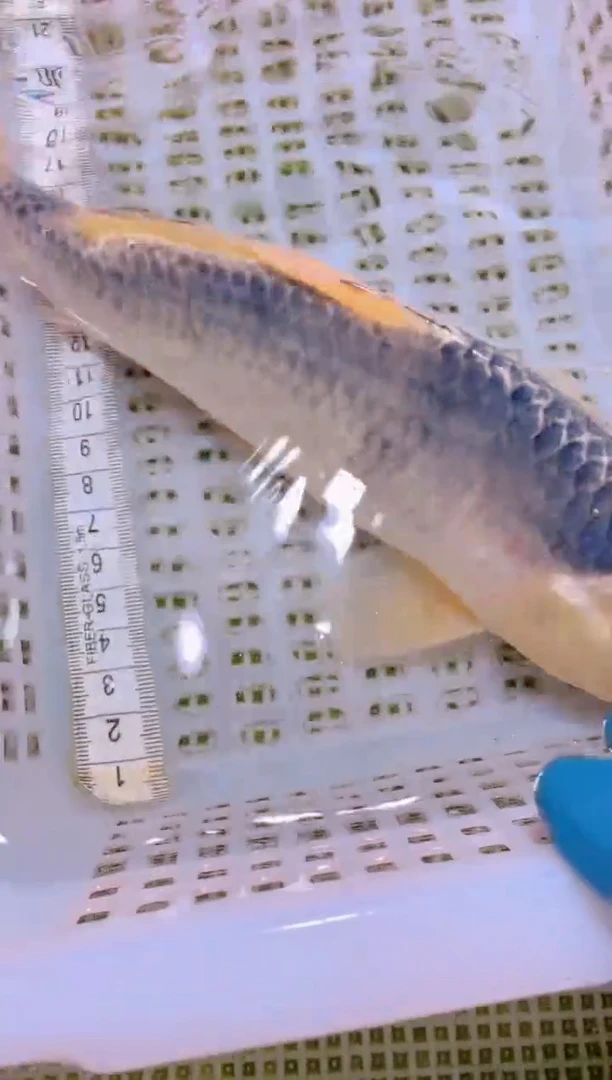 锦鲤冷水观赏鱼全场包邮55