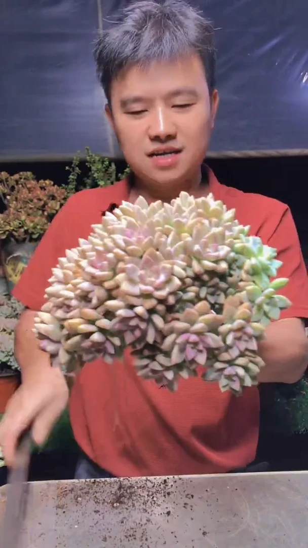 130淡雪缀化一物一拍