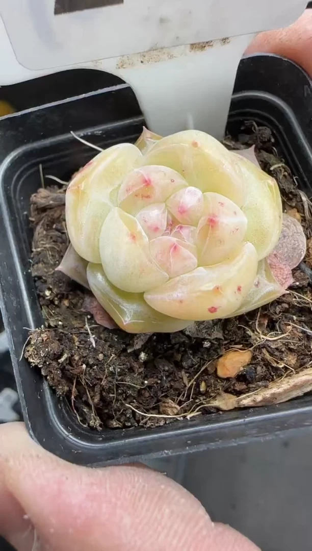 【闪购商品】一物一拍0120—208