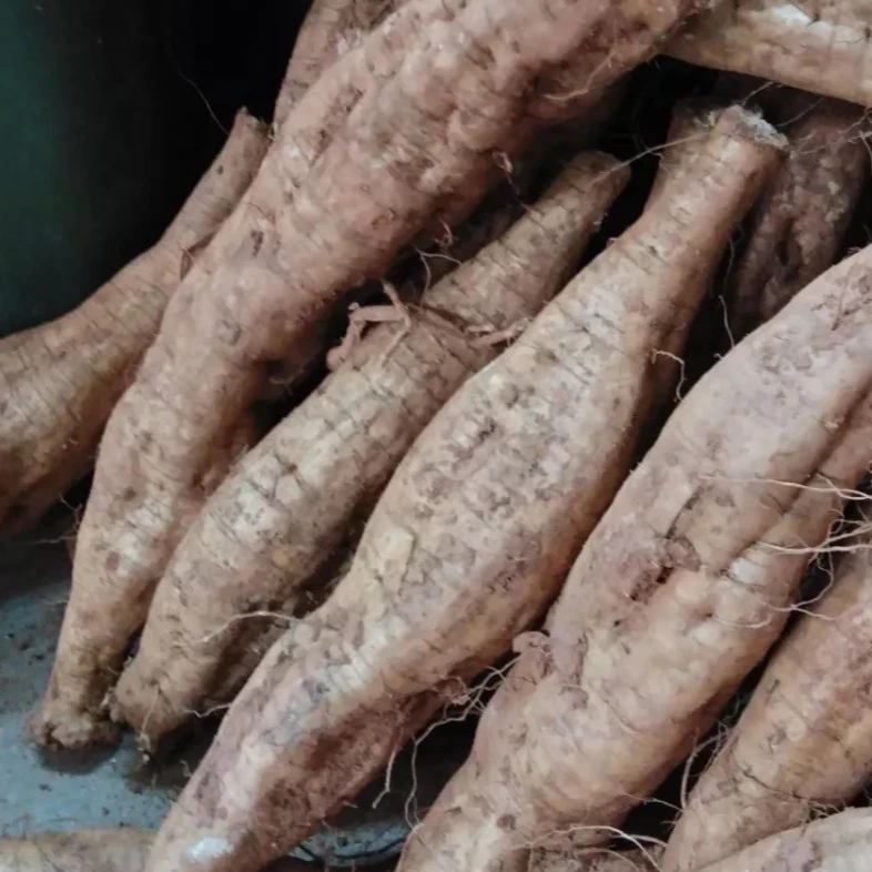农家新鲜葛根现挖