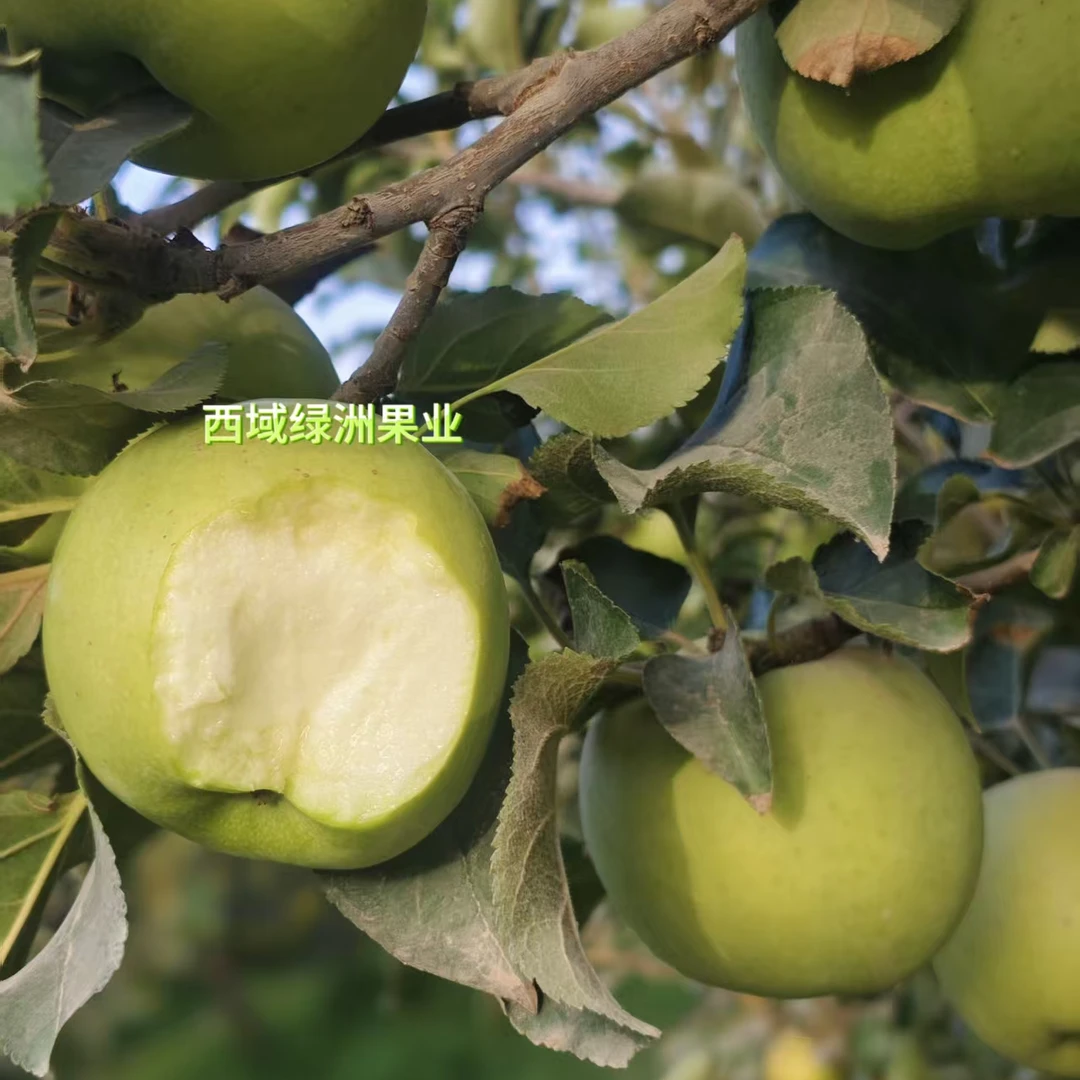 新疆阿克苏王林丑苹果瑕疵果口感脆甜低价特惠