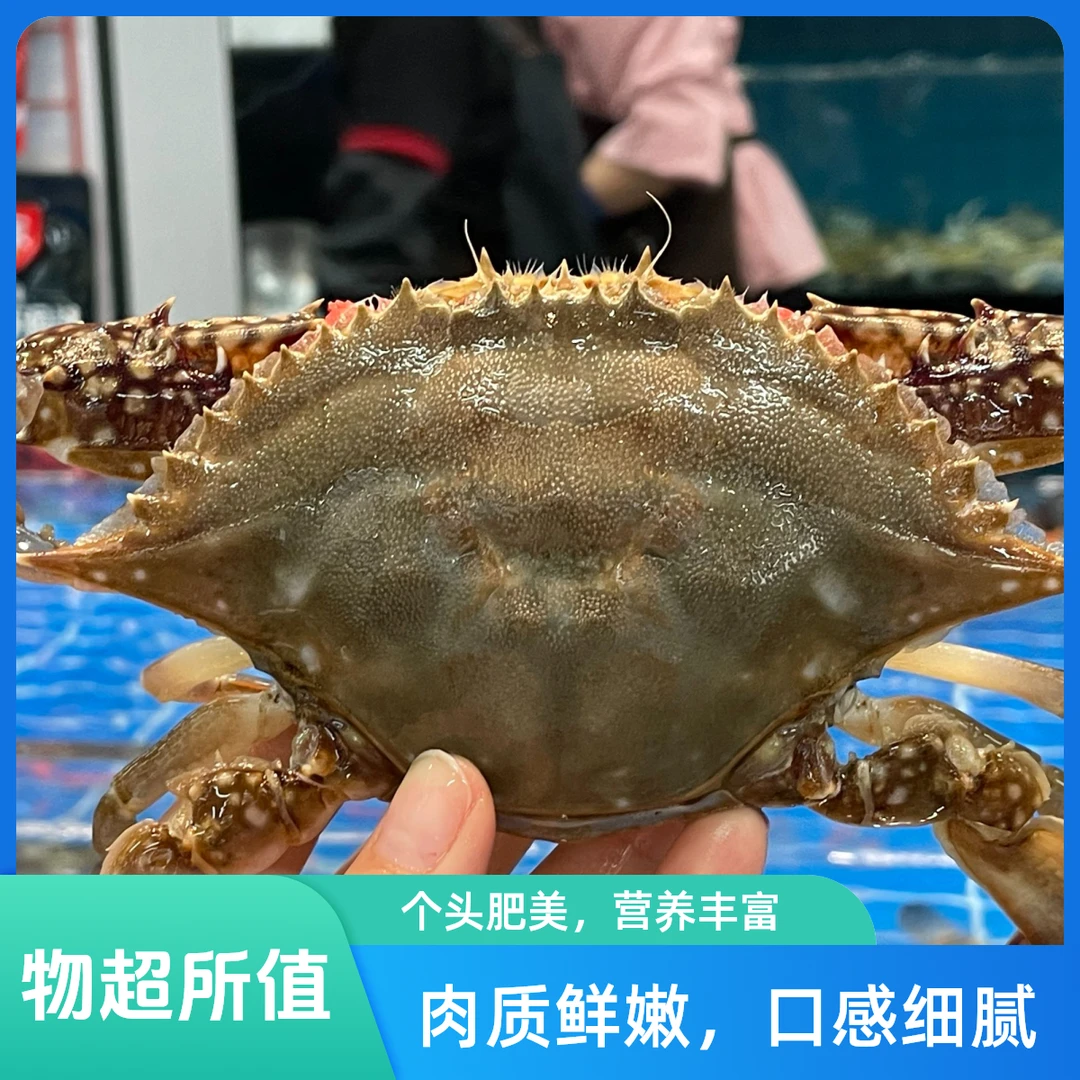 东港带黄母飞蟹【老笨海鲜】到家保鲜不保活！500g