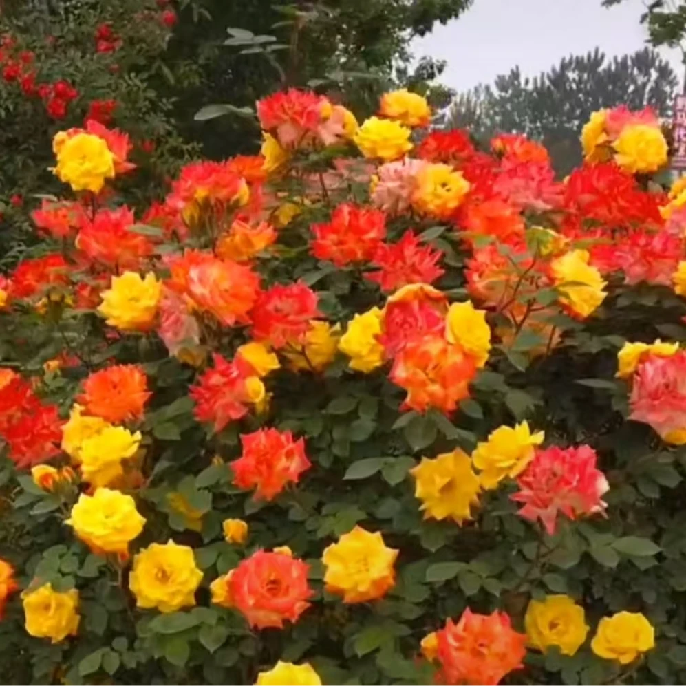 藤彩虹中苗  四季灌木月季