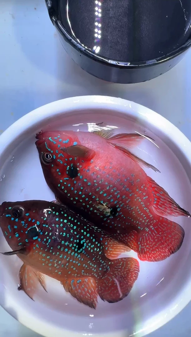 红宝石鱼红宝石球1对