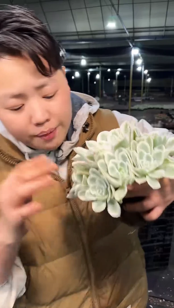 柠檬玫瑰锦 3.99