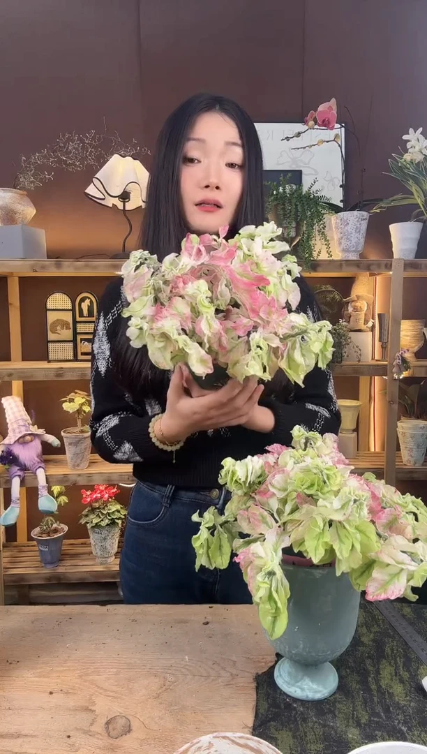 以实际为准卷叶红雀珊瑚锦育苗盆018