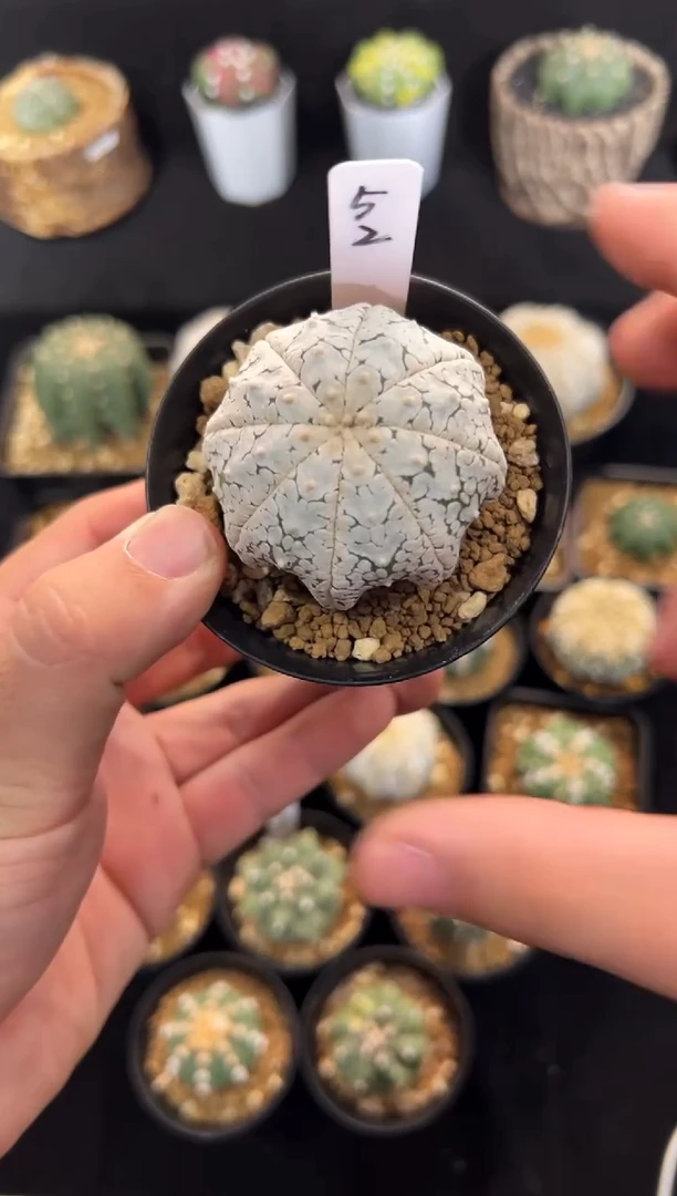 浓白海星V实生编码52