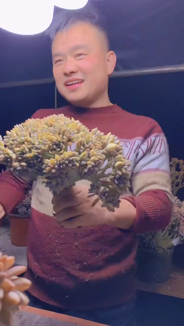 【闪购商品】缀化172