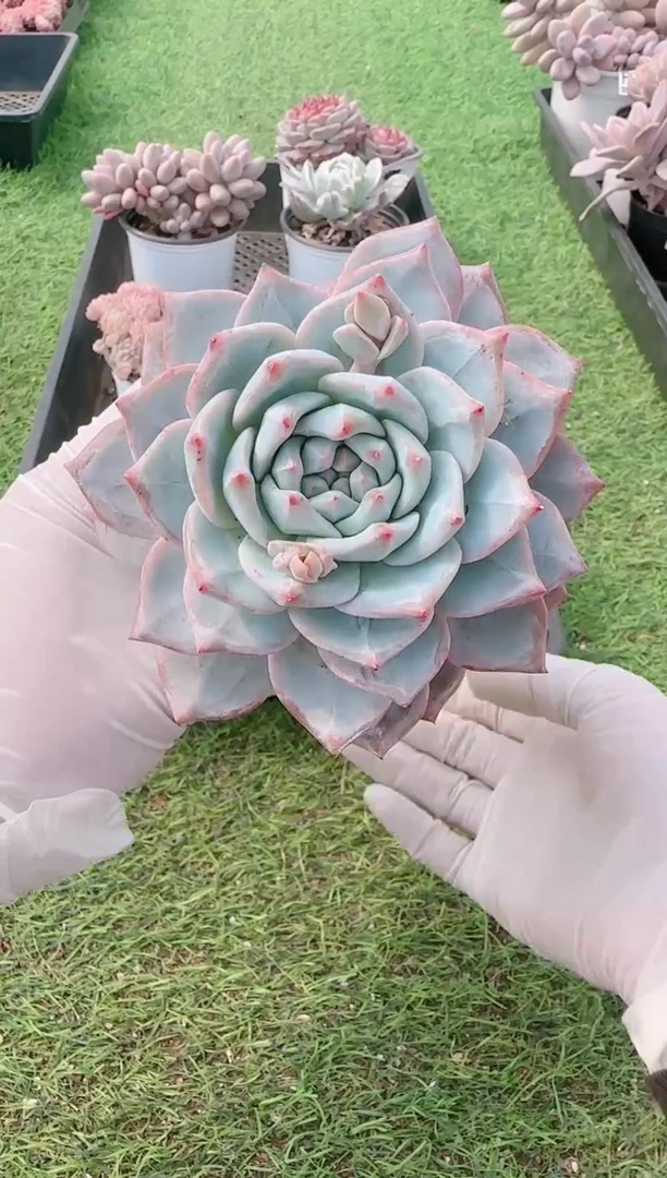 【闪购商品】梦会多肉一物一拍