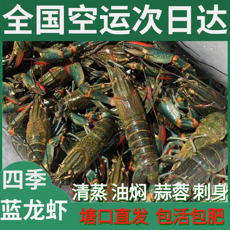 超大澳洲蓝龙虾（全国发货）顺丰空运，包鲜包肥，肉多小龙虾