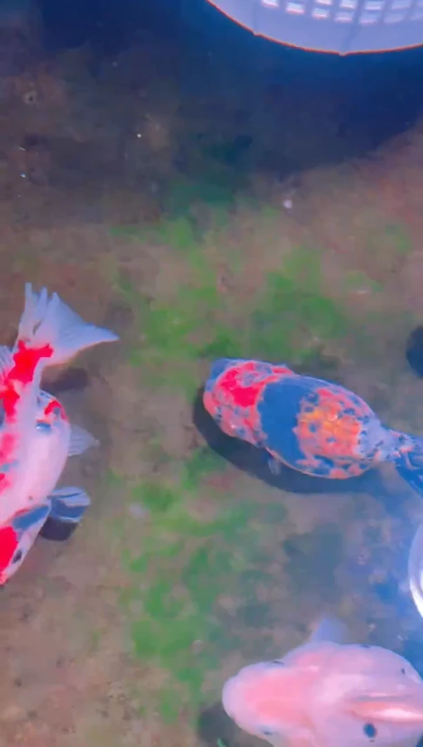 狮头鱼夜*兰寿金鱼兰寿金鱼