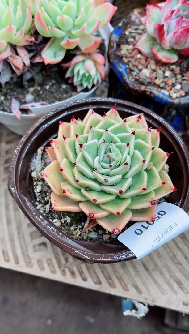 【闪购商品】05010