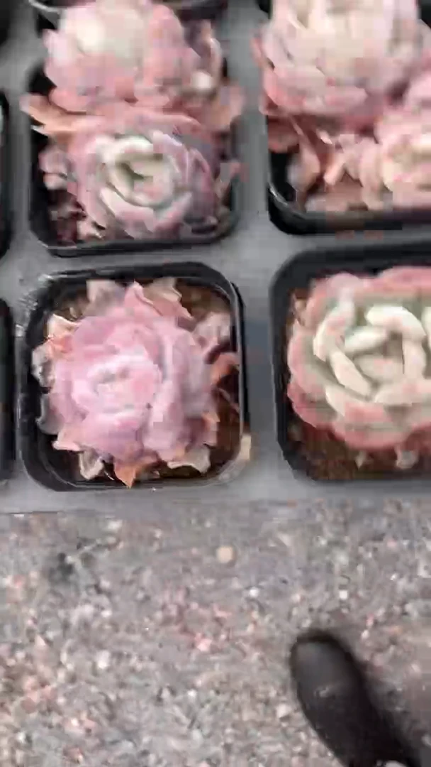 【闪购商品】65玛瑙单双多肉