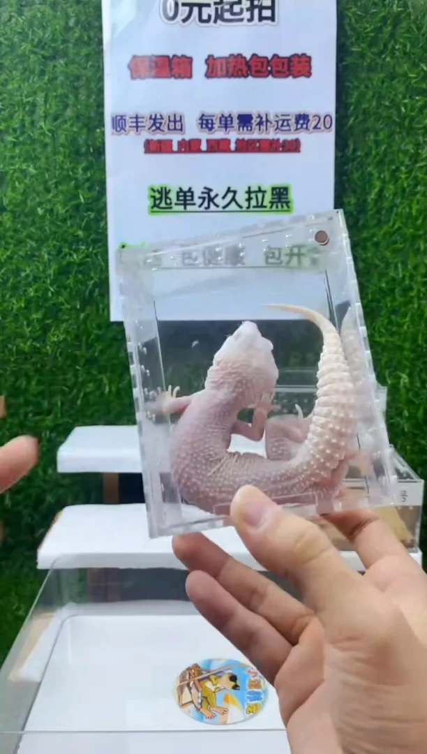 豹纹守宫豹纹守宫可爱