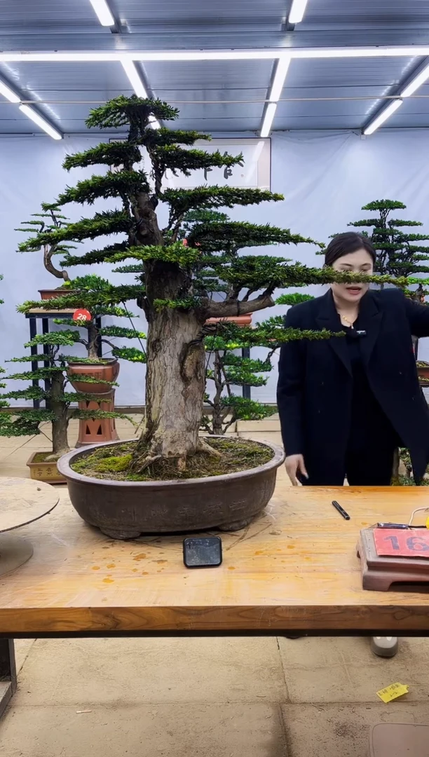 无花朵一物一拍，所见即所得