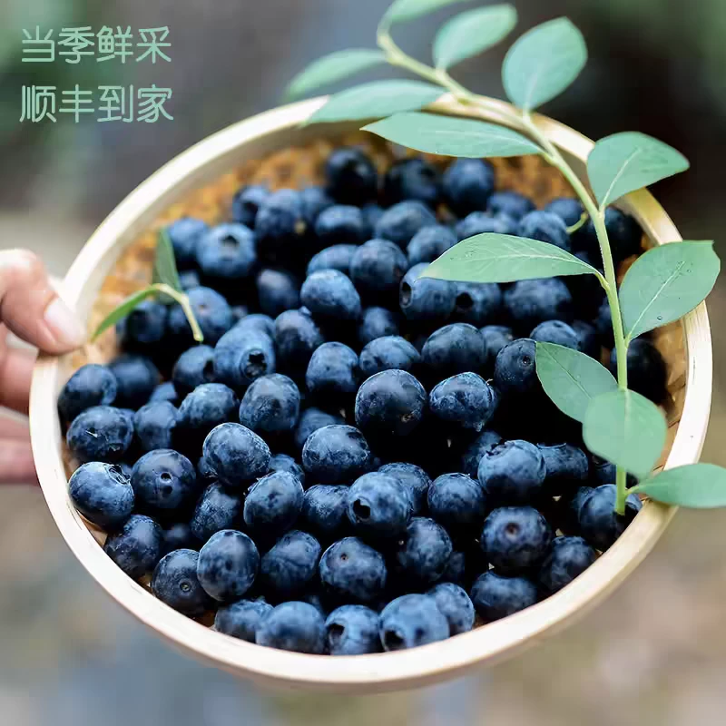 新鲜云南精品蓝莓鲜甜多汁果香浓郁宝妈孕妇儿童当季常备水果15-17mm盒装1500克优瑞卡云南省玉溪市