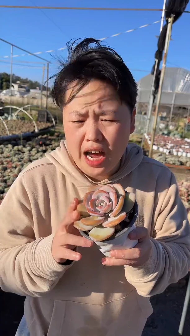 露养区状态小号奶茶3.99