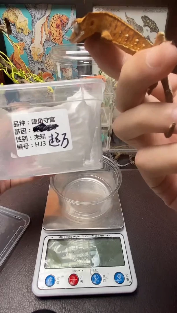 睫角守宫鳞与尾 Scale Tail 爬宠HJ3