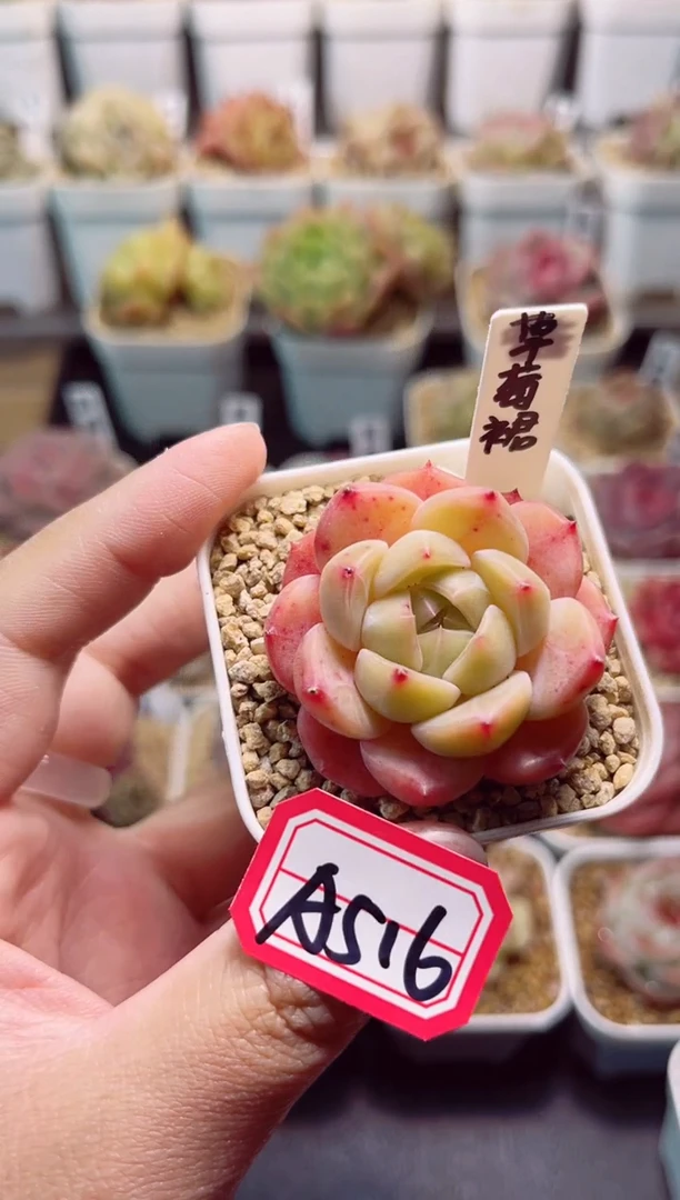 【闪购商品】A516草莓裙一物一拍