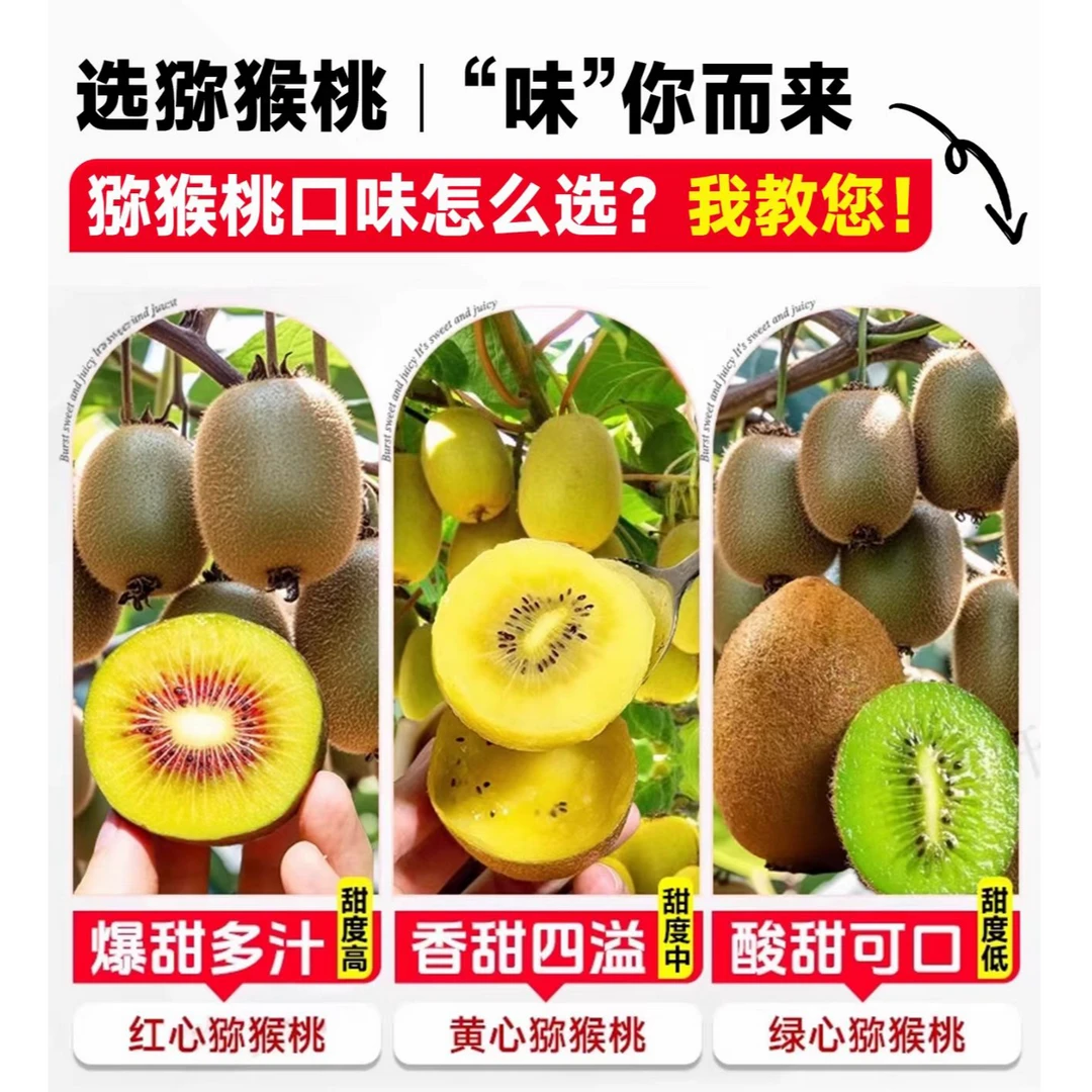 嫁接矮化猕猴桃树苗盆栽【拍一发二】自花授粉南北方种植耐寒耐旱