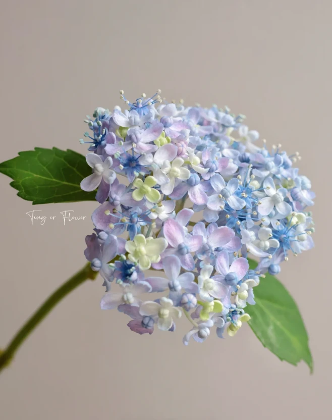 【绣球】三河千鸟 拍满三单包顺丰快递鲜切花一支装家居花店插花