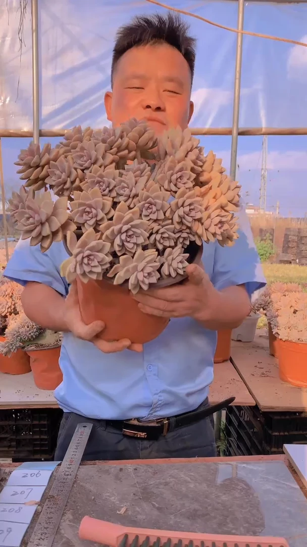 【闪购商品】缀化206