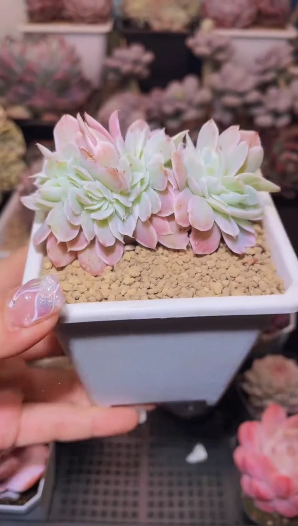 【闪购商品】336伯克利锦缀化