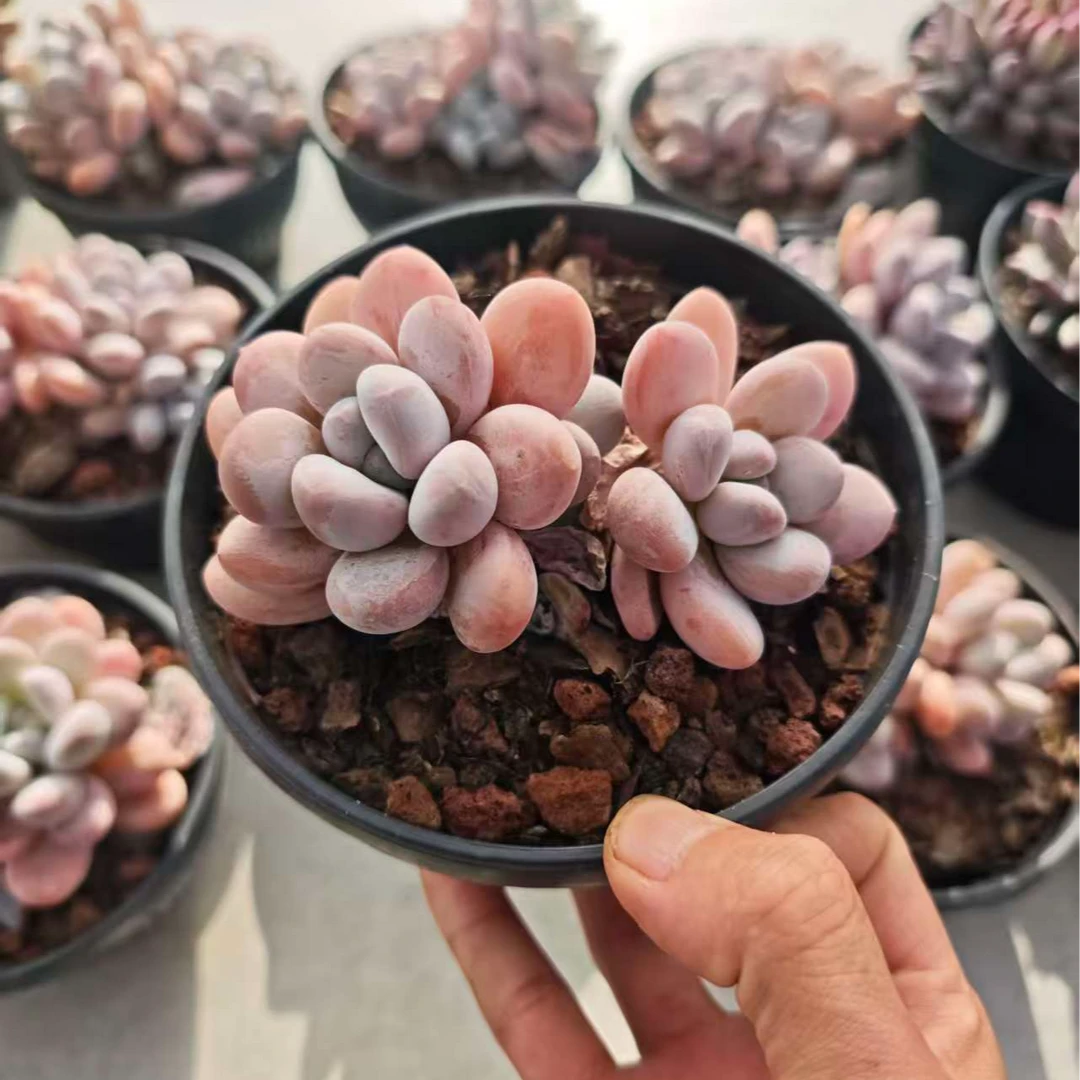 精控双头香水    11多肉
