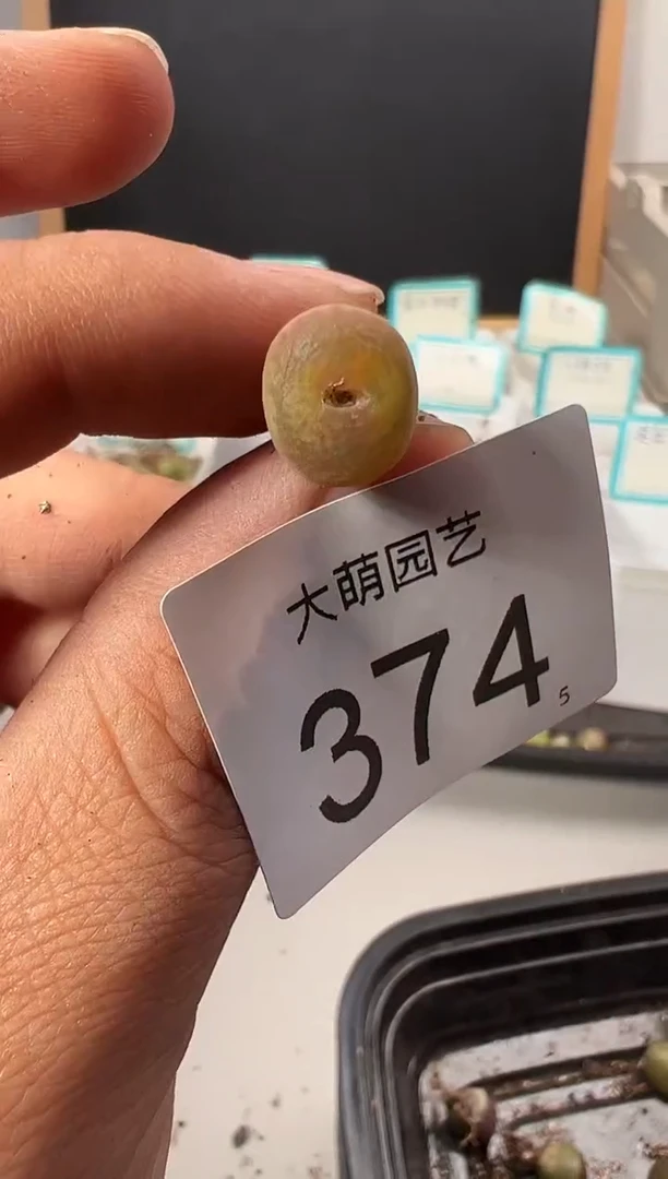 【闪购商品】++++374