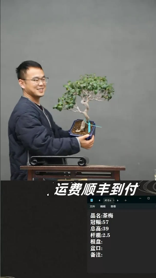 【闪购商品】5 茶梅