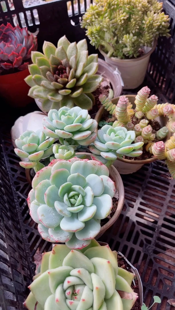 爱*国多肉植物一物一拍16112