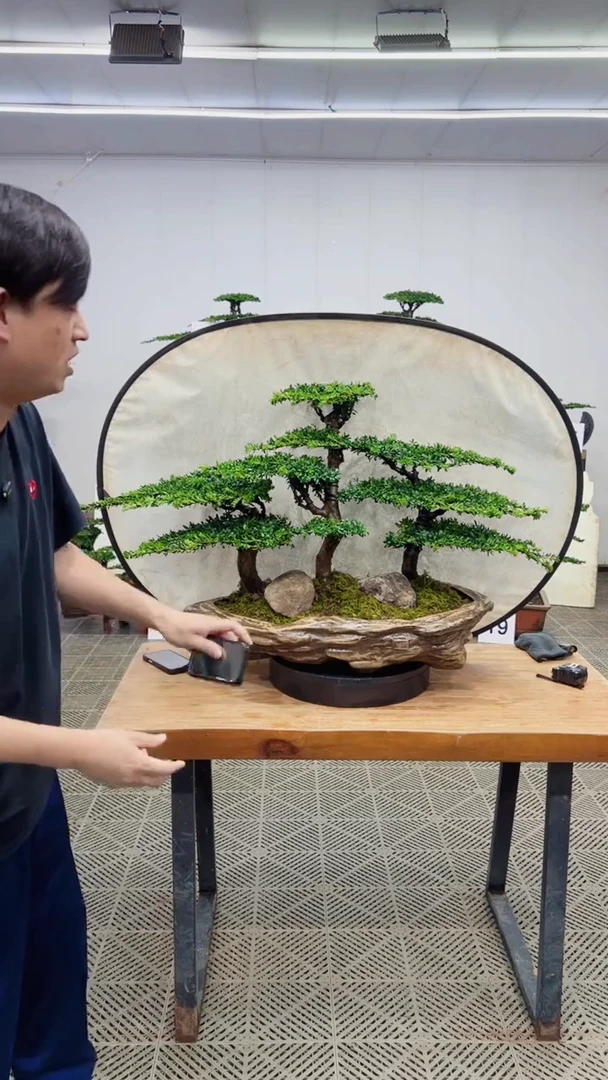 无花朵造型盆景一物一拍