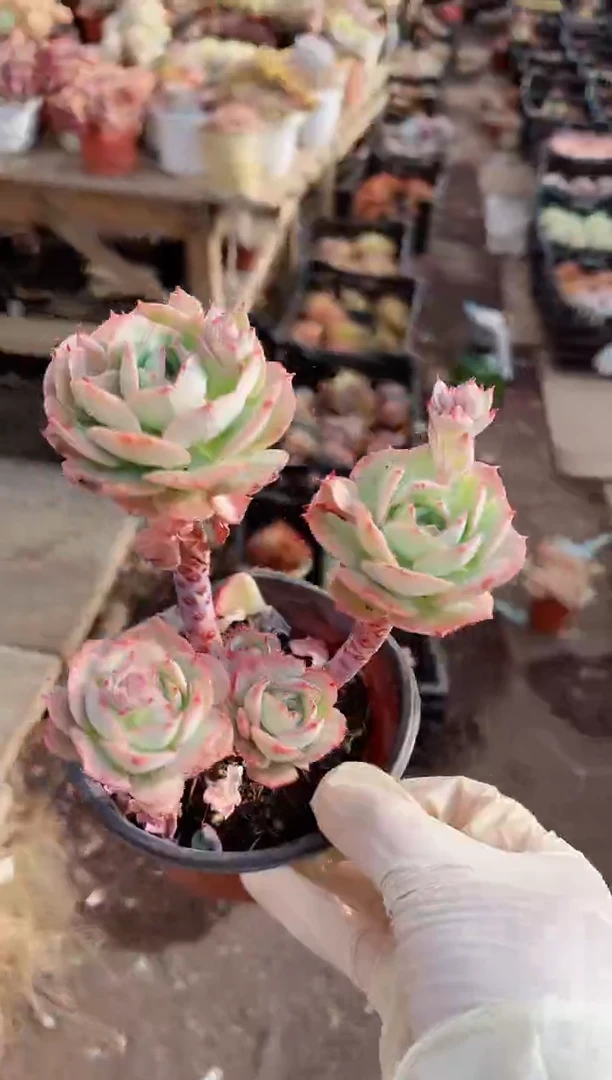 【闪购商品】14140