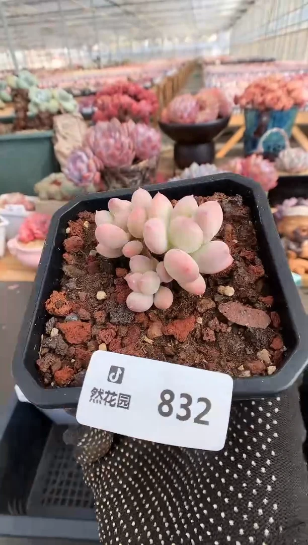 【闪购商品】832美人一物一拍