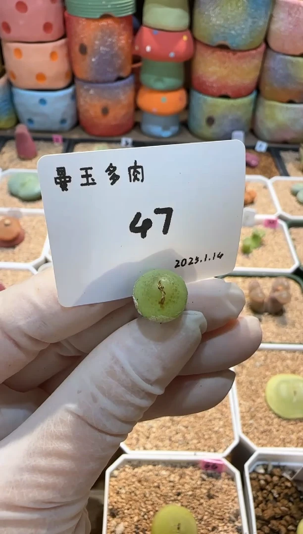 【闪购商品】25.1.14-47粥粥