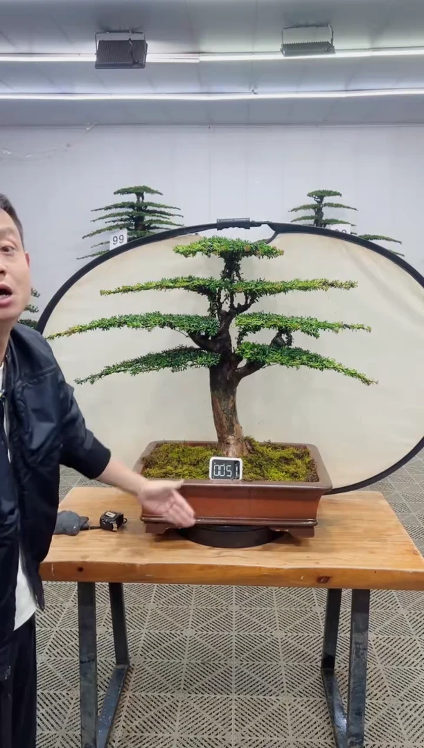 无花朵造型盆景一物一拍