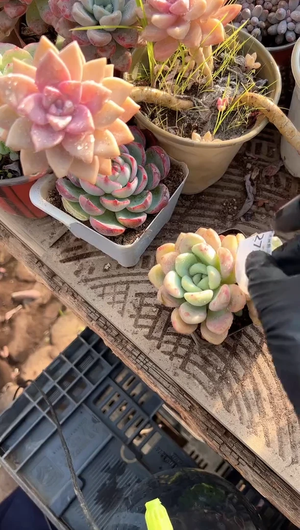 岁***?多肉植物一物一拍27206