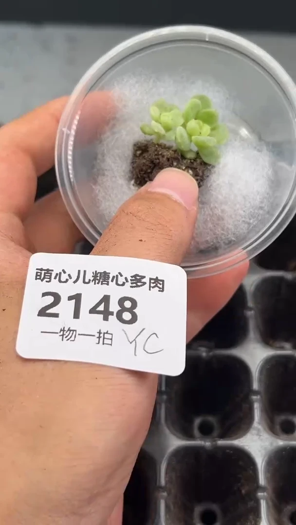 2148 隐藏多肉植物