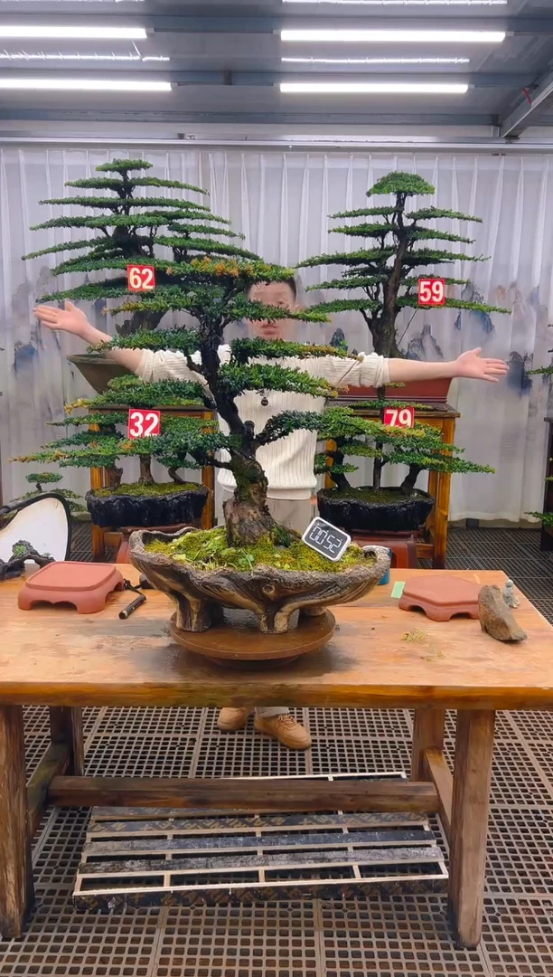 无花朵精品盆景直播间一物一拍